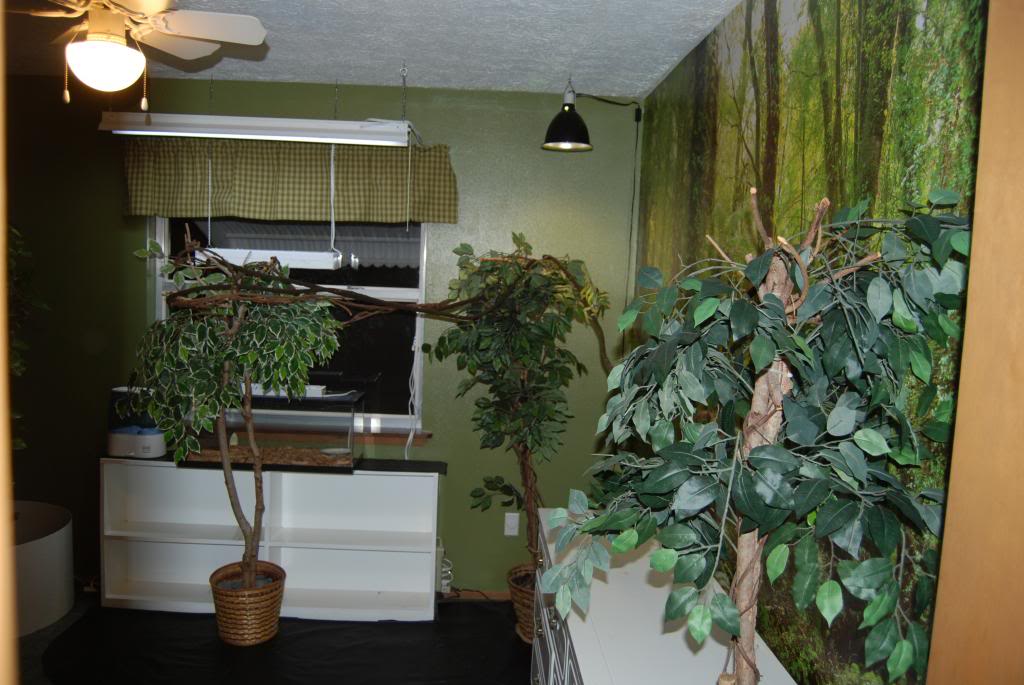 The Jungle Room