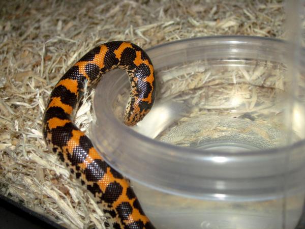 the male sand boa drinking