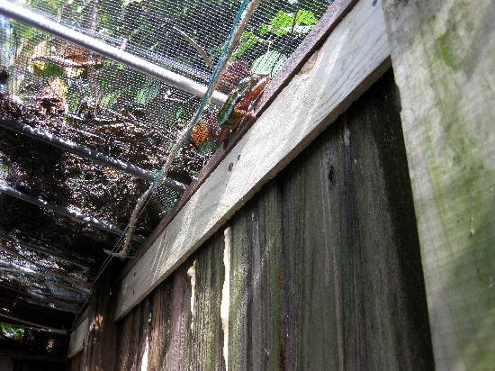 There's a Black Soldier Fly on the wall, these sit and twitch in a way that chameleons can't resist. I raise these right inside this cage, from grub (