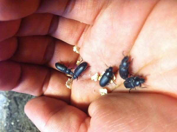 These are a few of the beetles that I have left. The rest died out after a few weeks.