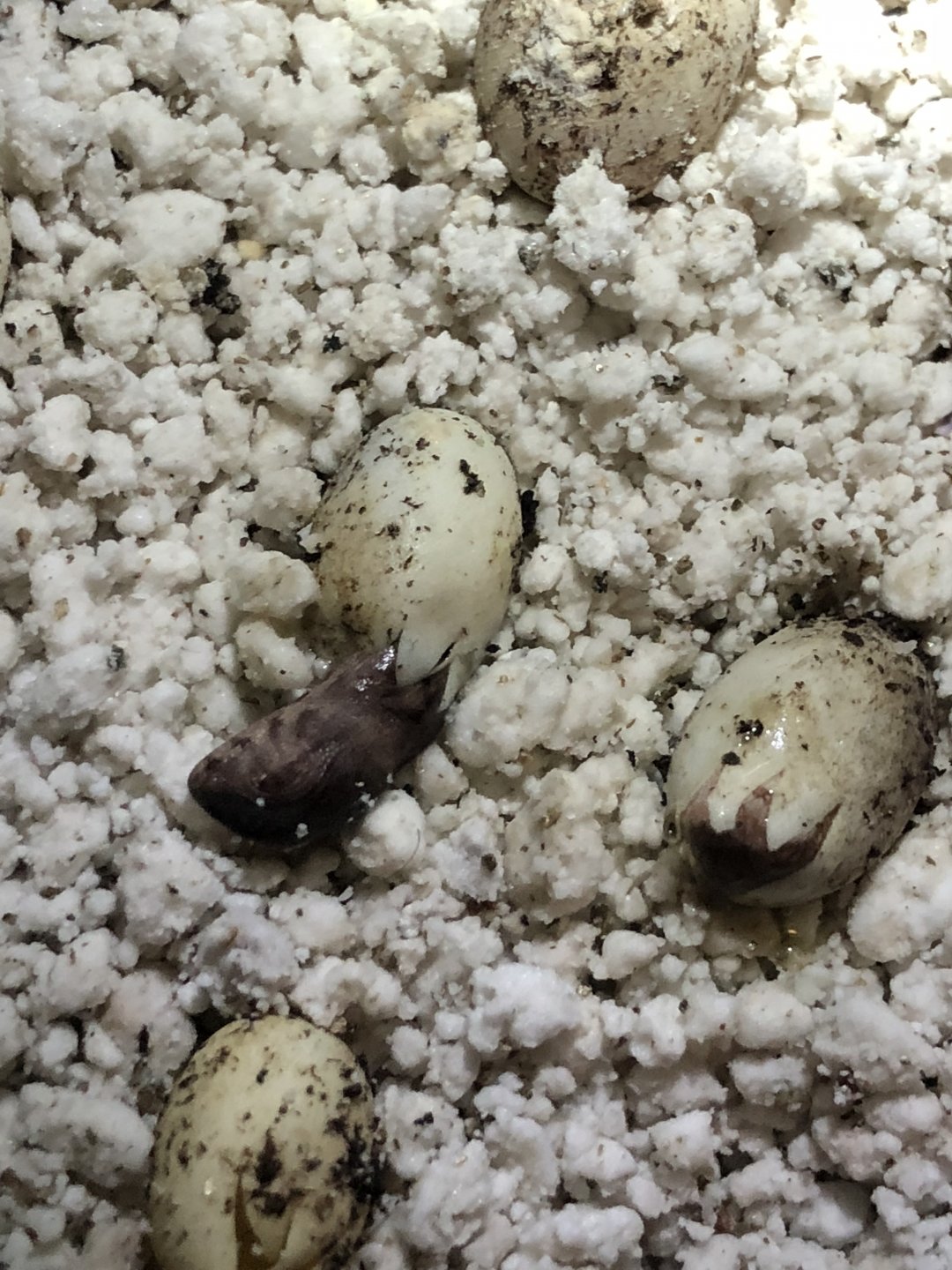 Third egg pipped