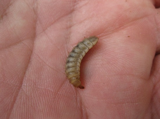 This is a full sized grub, ready to stop eating and pupate into a fly. They can be yellow like this if you feed them yellow rice and grains with a lot