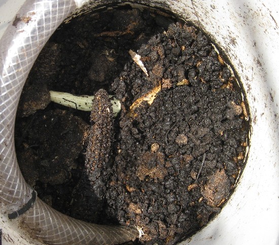 This is after one week, the food scraps will look like black compost soil. The grubs are amazing at turning huge amounts of organics into this very qu