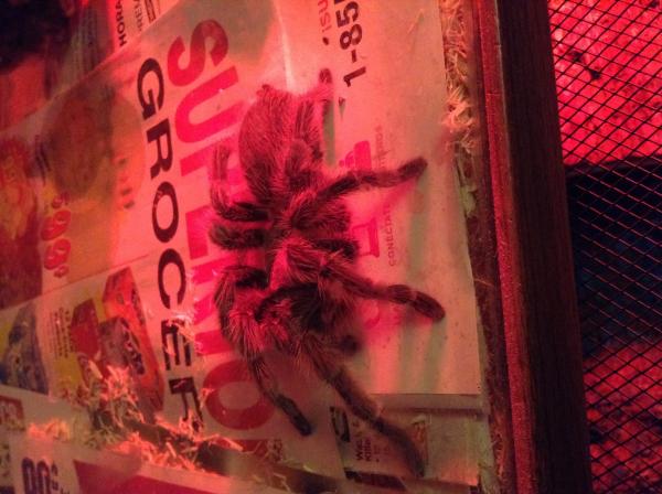 This is Rosie, my Argentinian rose tarantula !! She's 3 years old.