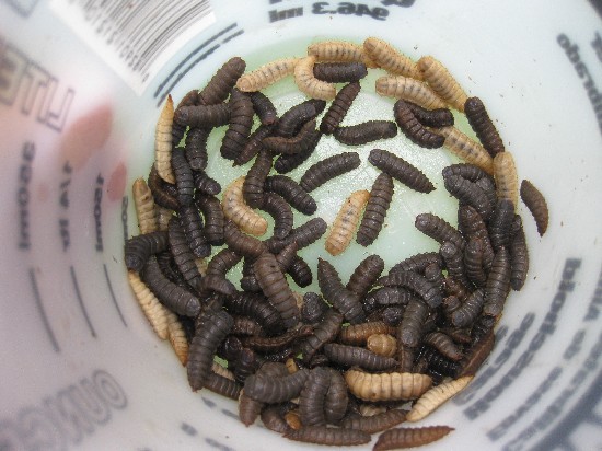 This shows the color variation between “regular” dark grey grubs and those that fed off yellow rice and corn mash. They turned pretty yellow! Now if I