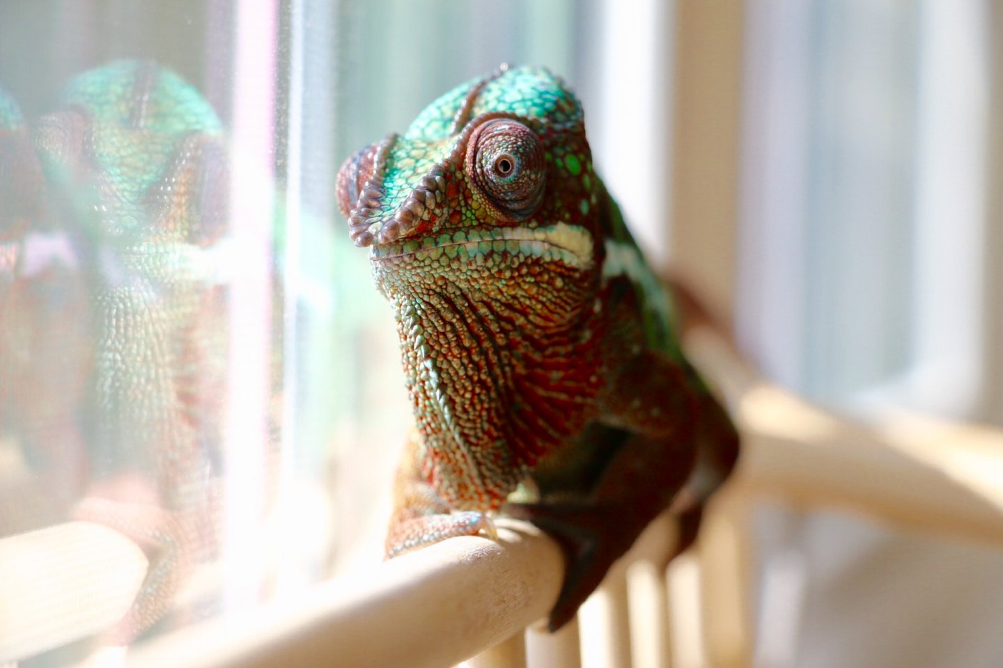 Thor by the window