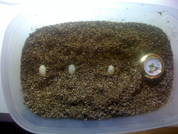 three eggs in vermiculite.