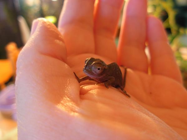 Tiny Baby Fisher days old...