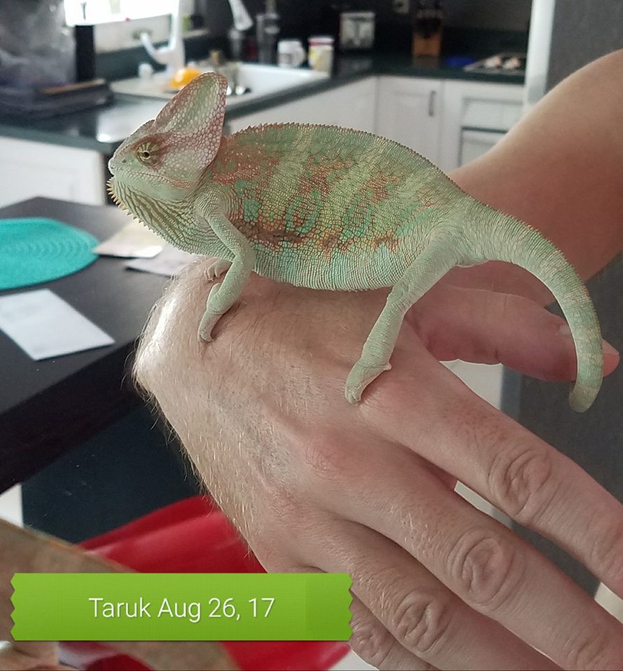 Toruk Aug 2017