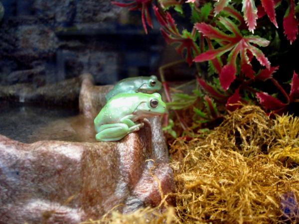 Petco frogs online