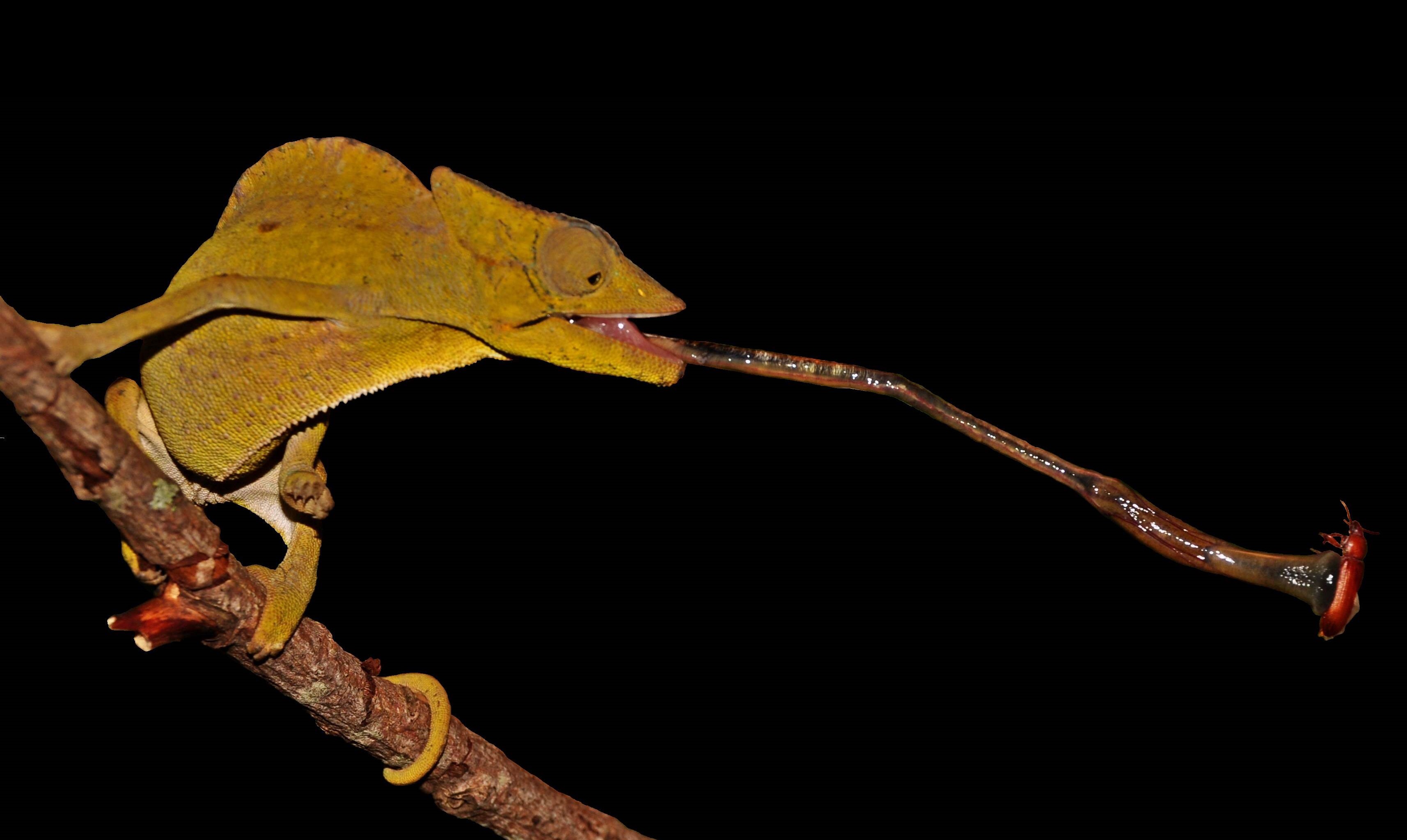 Trioceros Deremensis Shooting A Beetle