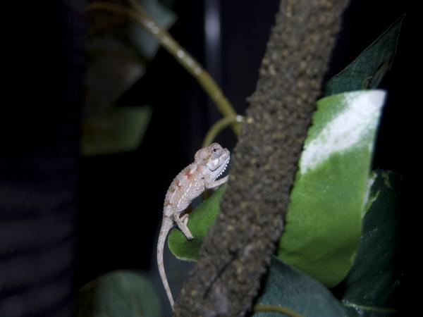 Trioceros hoehnelii baby
Born January 2011