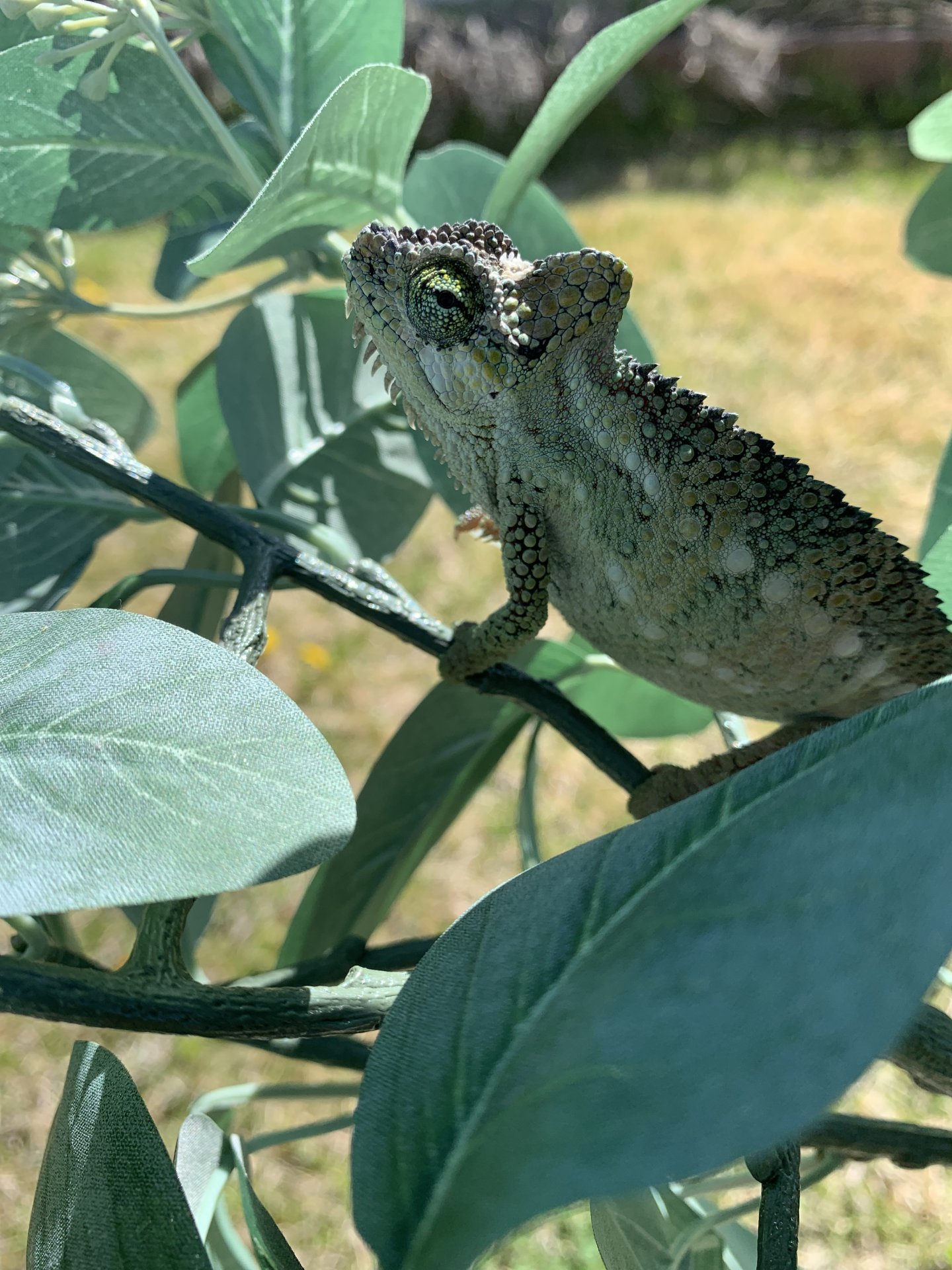 Trioceros hoehnelii basking