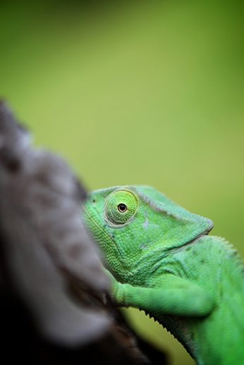 Trying to hide from the big evil camera.