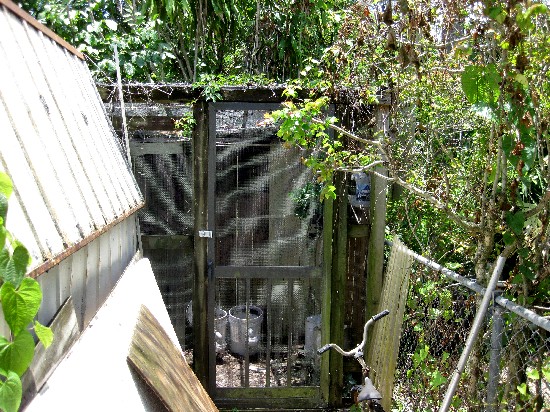 Tucked in behind my shed is my walk in chameleon cage. The shed actually makes up one wall of the cage, which is mostly quarter inch hardware cloth fo