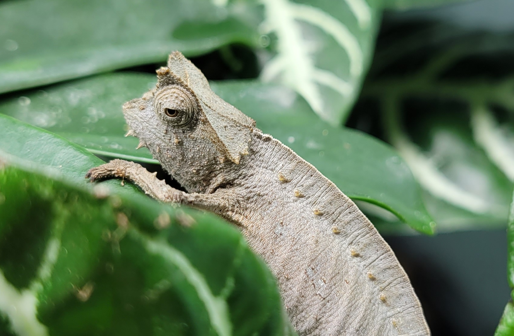 Twig the female Brookesia superciliaris