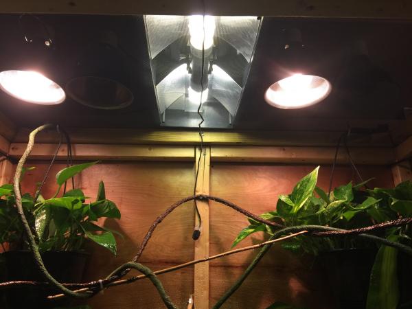 Two 100w bulbs, two UVB bulbs, with night time lights. Cage gets to about low 50 at night so they're necessary. Basking spot is right at 90-95