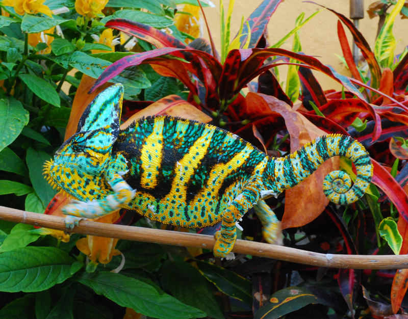 Veiled Chameleon 13