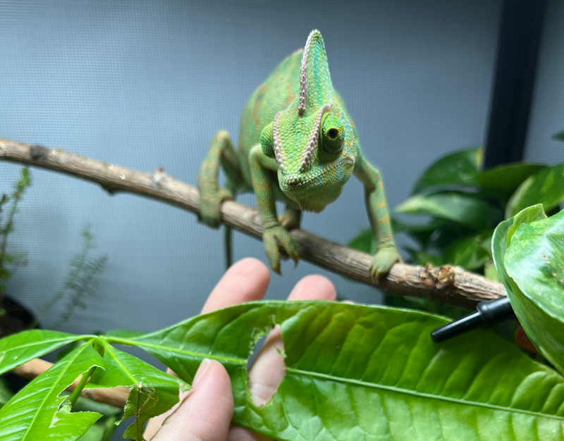 Veiled Chameleon 14