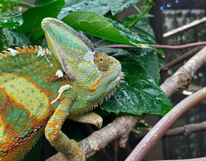 Veiled Chameleon 15