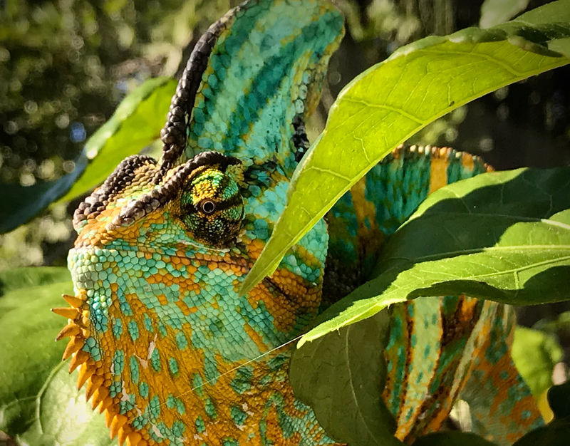 Veiled Chameleon 16