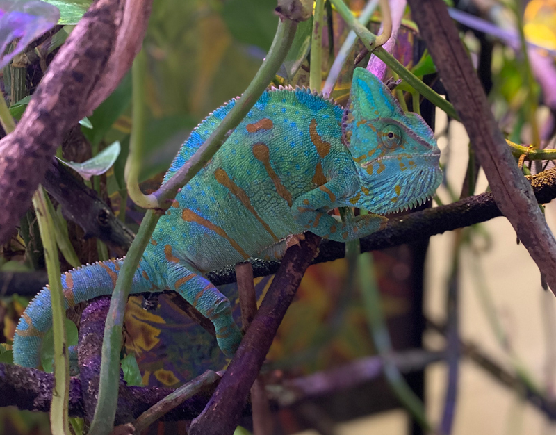 Veiled Chameleon 17