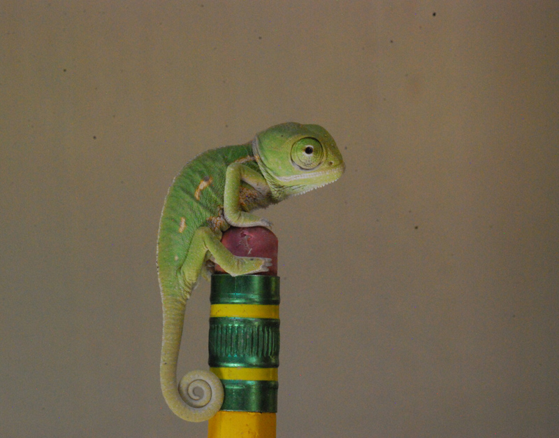 Veiled Chameleon 18