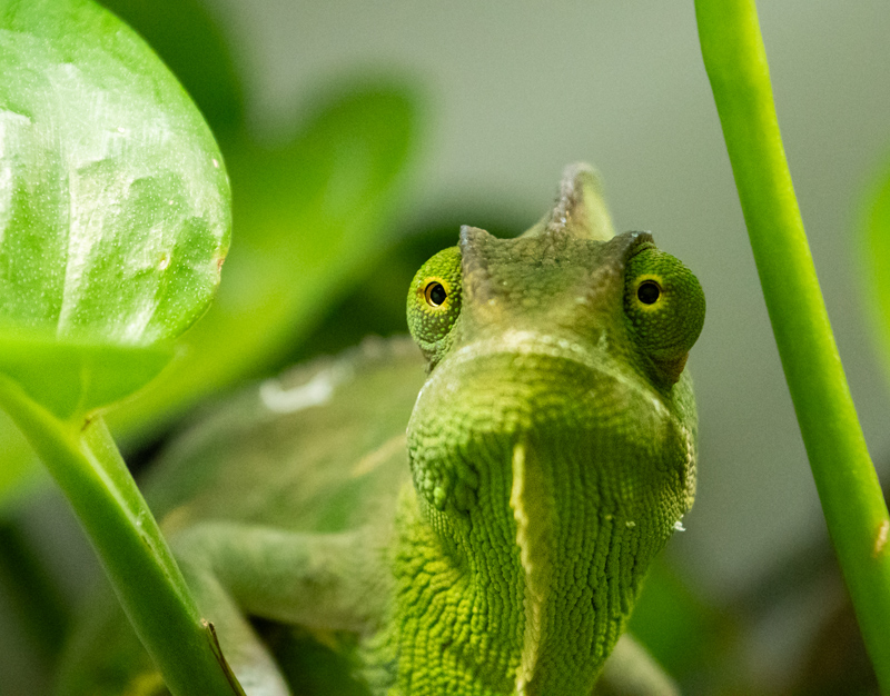 Veiled Chameleon 5