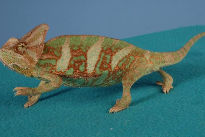 Veiled Chameleon (Charlie)