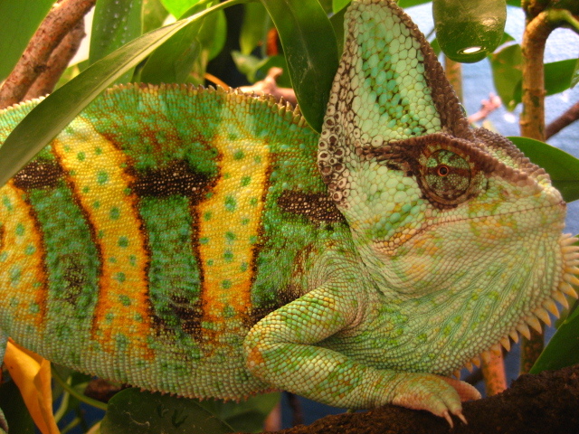 Veiled Chameleon