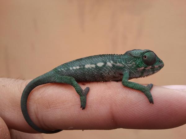 Very colorful baby male ambilobe