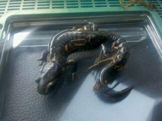 WC blue spotted salamander