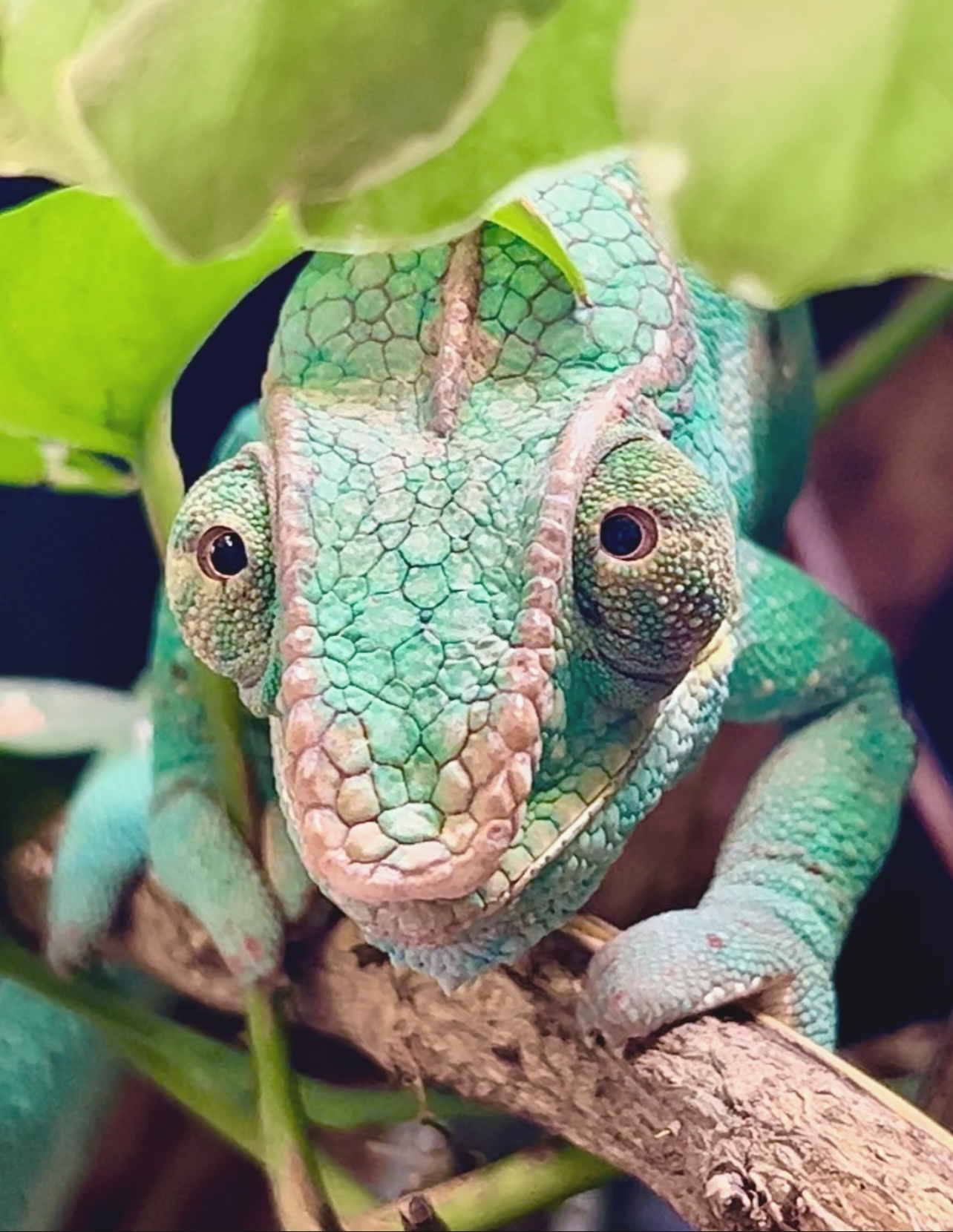 When your chameleon gives you puppy dog eyes