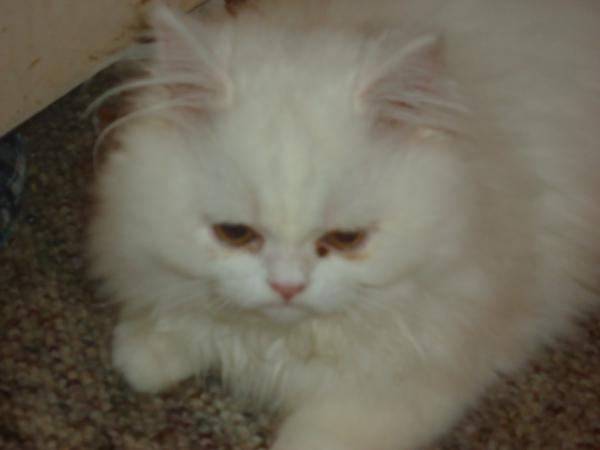 whiskers,persian