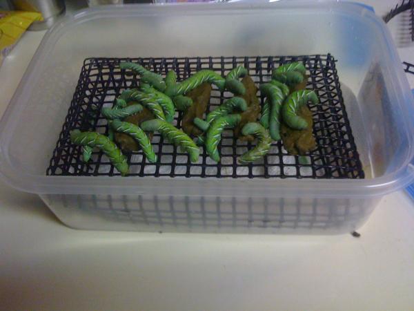 worms on grating eating chow.