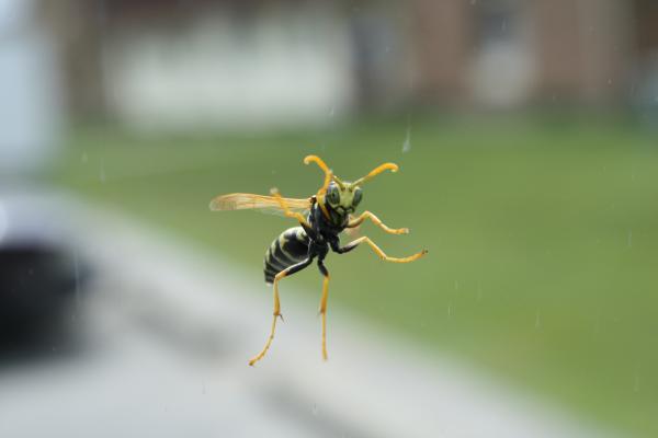 yellowjacket