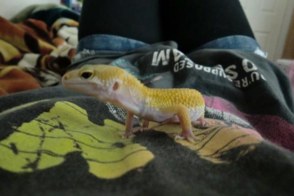 yoshi my leopard gecko