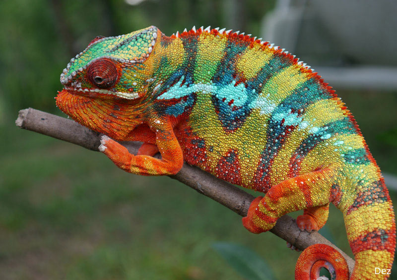 Different Types Panther Chameleon Diet