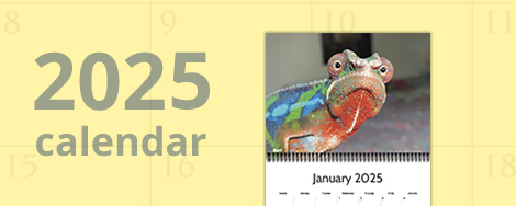 2025 Calendar Sale